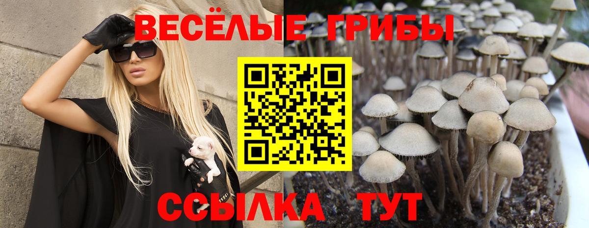 Псилоцибиновые грибы Cubensis  Вход с VPN  Полевской 